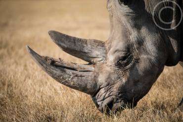 Africa’s Most Endangered Wild Animals